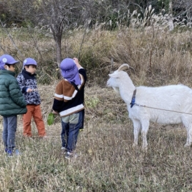 ③ 農園にはやぎさんも